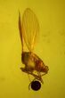 Two Fossil Flies (Diptera) In Baltic Amber #145399-1